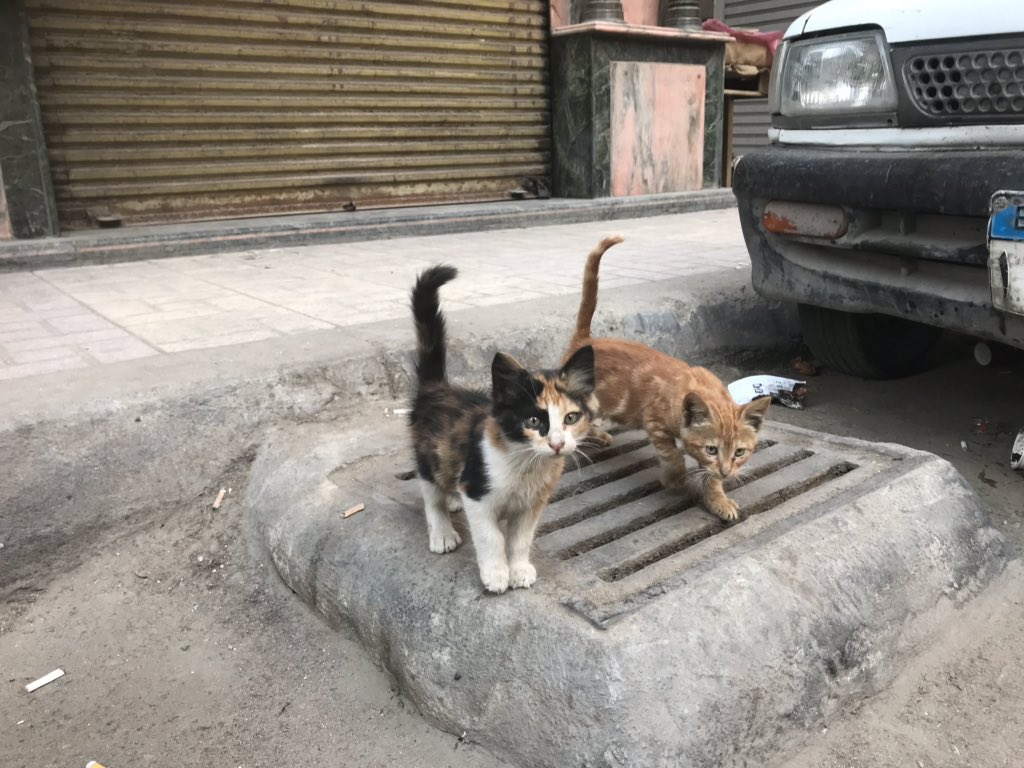 There is a growing problem in Alexandria (and not unusual to most cities in the world today) where the informal feeding patterns that street cats and dogs depend upon have greatly dwindled. (Thread)