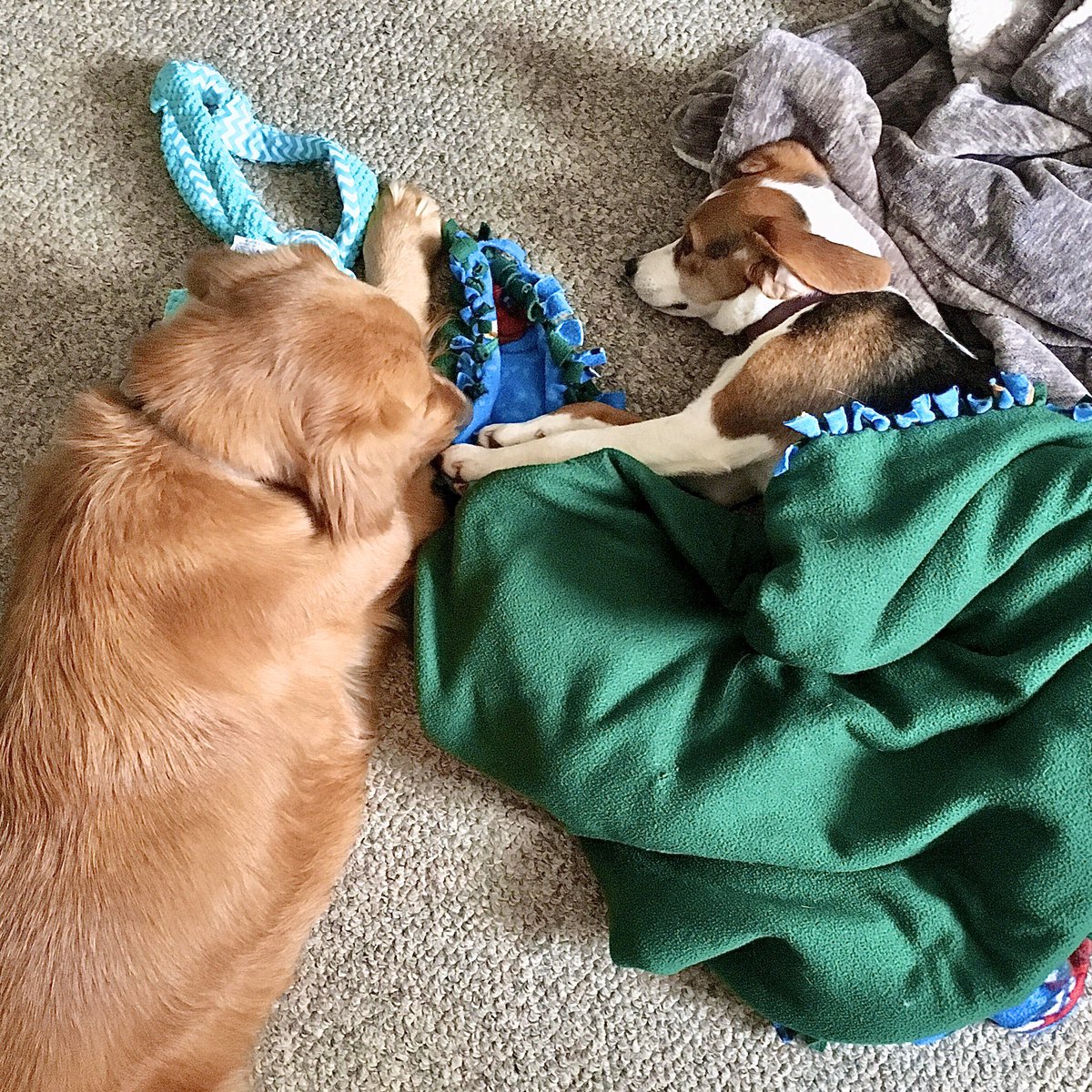 PoindexterPark's tweet photo. #StayHome and #CuddleUp with your #QuarantineBuddy!
#goldenretriever #beagle #beaglepuppy #cuddlepuppy #sleepypuppy #doginablanket #sisterfromanothermister #puppypals #dogmomlife #dogsofvirginia #cville #cvilledogs #lakeanna #centralva #louisava #poindexterparkpets https://t.co/Y7e9QJUTYT