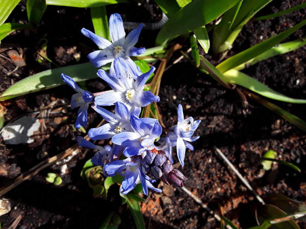 Some two-leaf squill with a bit of cayenne pepper to keep the deer away