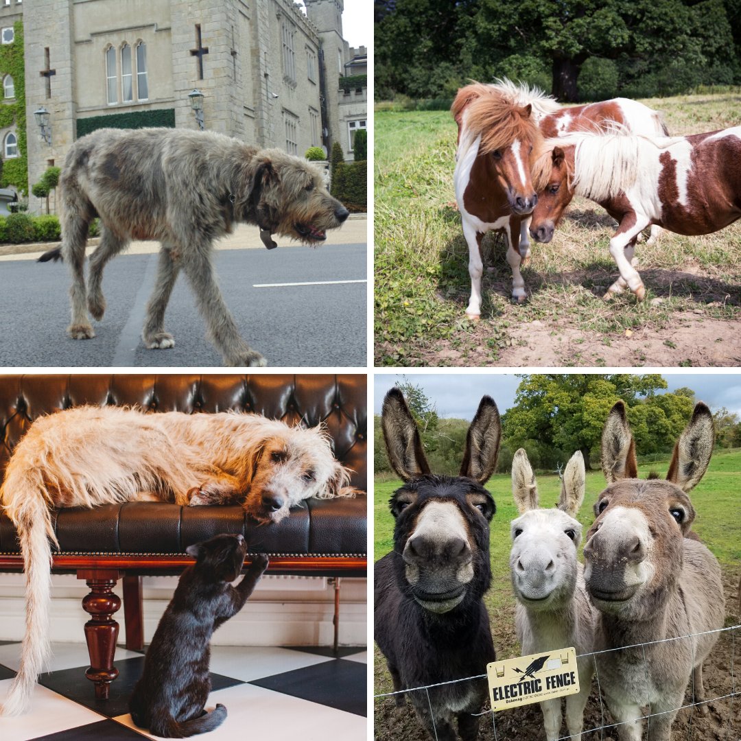 RomanticCastles's tweet image. We are celebrating Pet Day today at all the Romantic Castles of Ireland! The Romantic Castles of Ireland collection has a variety of pets, with a total of 10 dogs, 1 cat, 3 donkeys and 3 ponies! 

#PetDay #Pets #CastleHotels #Dogs #Cat #Ponies #Donkeys
