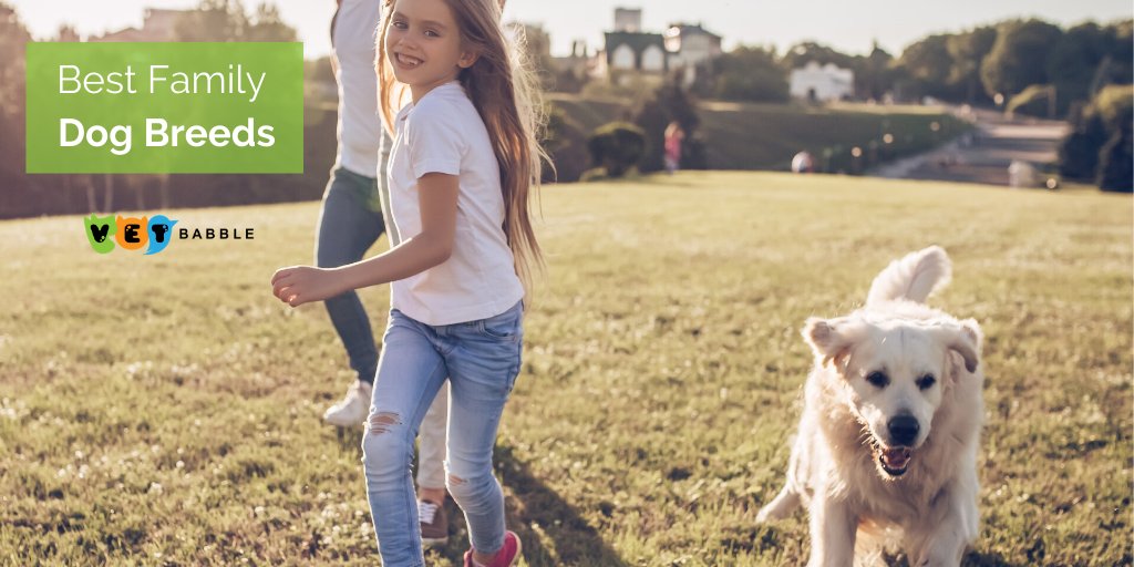 VetBabble's tweet photo. When you have a #family you need a #dog 🐕 that you can trust around your children —  and also one that suits your lifestyle!

Vet Babble have compiled a list of several family #dogbreeds! Check it out 👉 https://t.co/lQPGCsZQkV https://t.co/5ak7tIj5Co