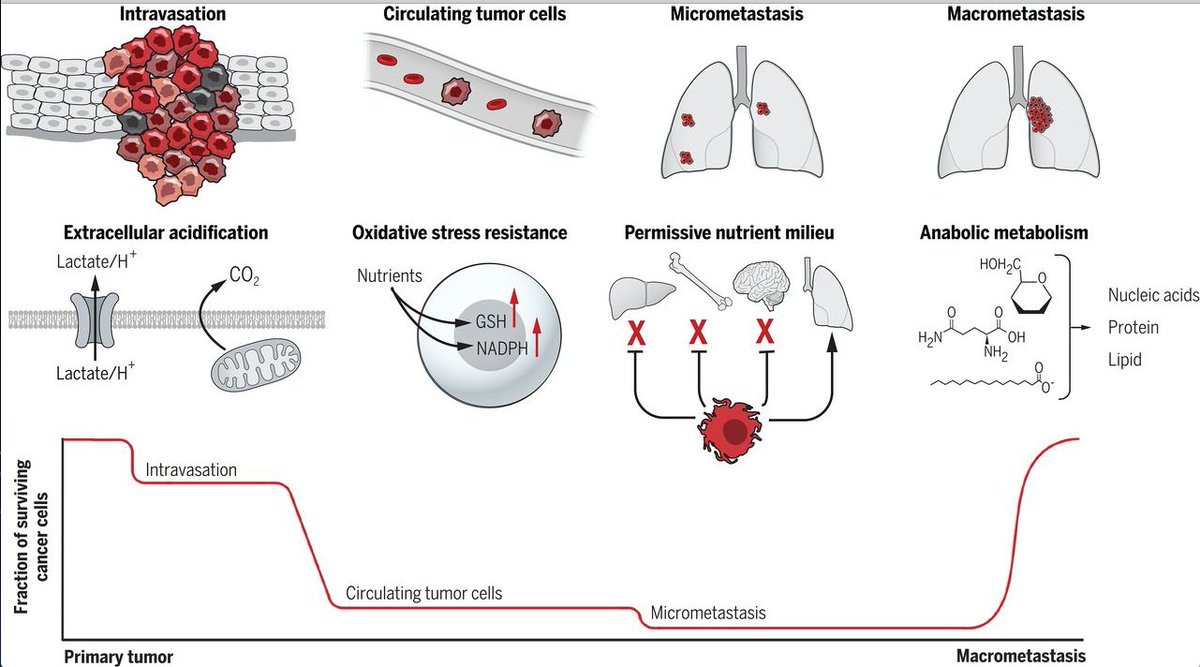 mmw_lmw's tweet image. #MetabolicReprogramming and #CancerProgression | the metastatic cascade | Ralph DeBerardinis @UTSWNews @ScienceMagazine buff.ly/2y2hqXs