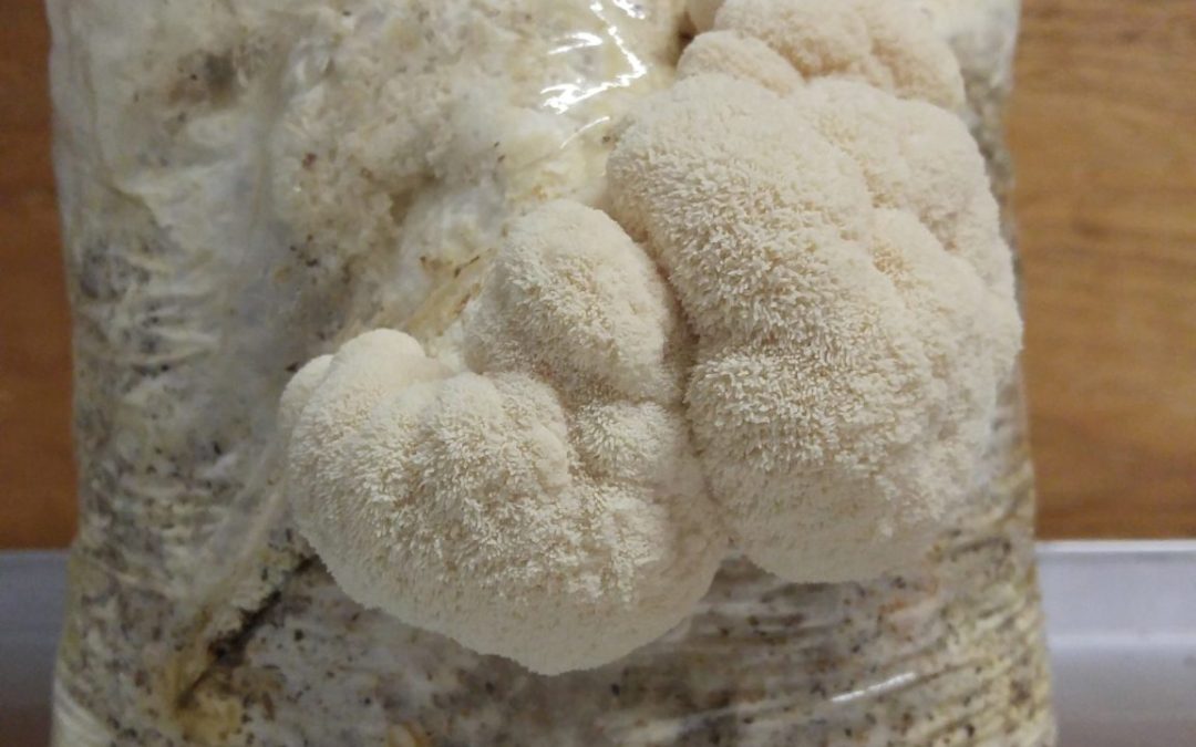 FungiAlly's tweet photo. Lion’s mane can be grown at home with our kits or #spawn. Learn more now: https://t.co/GAX26vH08U
#lionsmane #lionsmanemushroom #mushroom #growing
#cultivating #mushrooms #fungi #mycelium 
#farming #gardening #farm #garden https://t.co/qzVdgDqinm