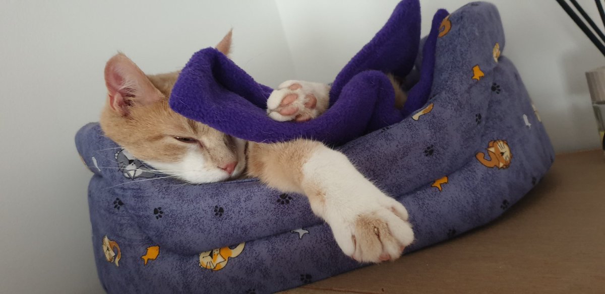 Catbell74's tweet photo. Dad tried to eat his supper with a pencil...erroneously mistaking it for a knife...Ashaig despairs of his house humans #forgetfulfriday #cats #CatsOfTwitter #cutecats @Number10cat @TreasuryMog #CuteCats #kittyantics #lockdown https://t.co/ERWGlt2xfl