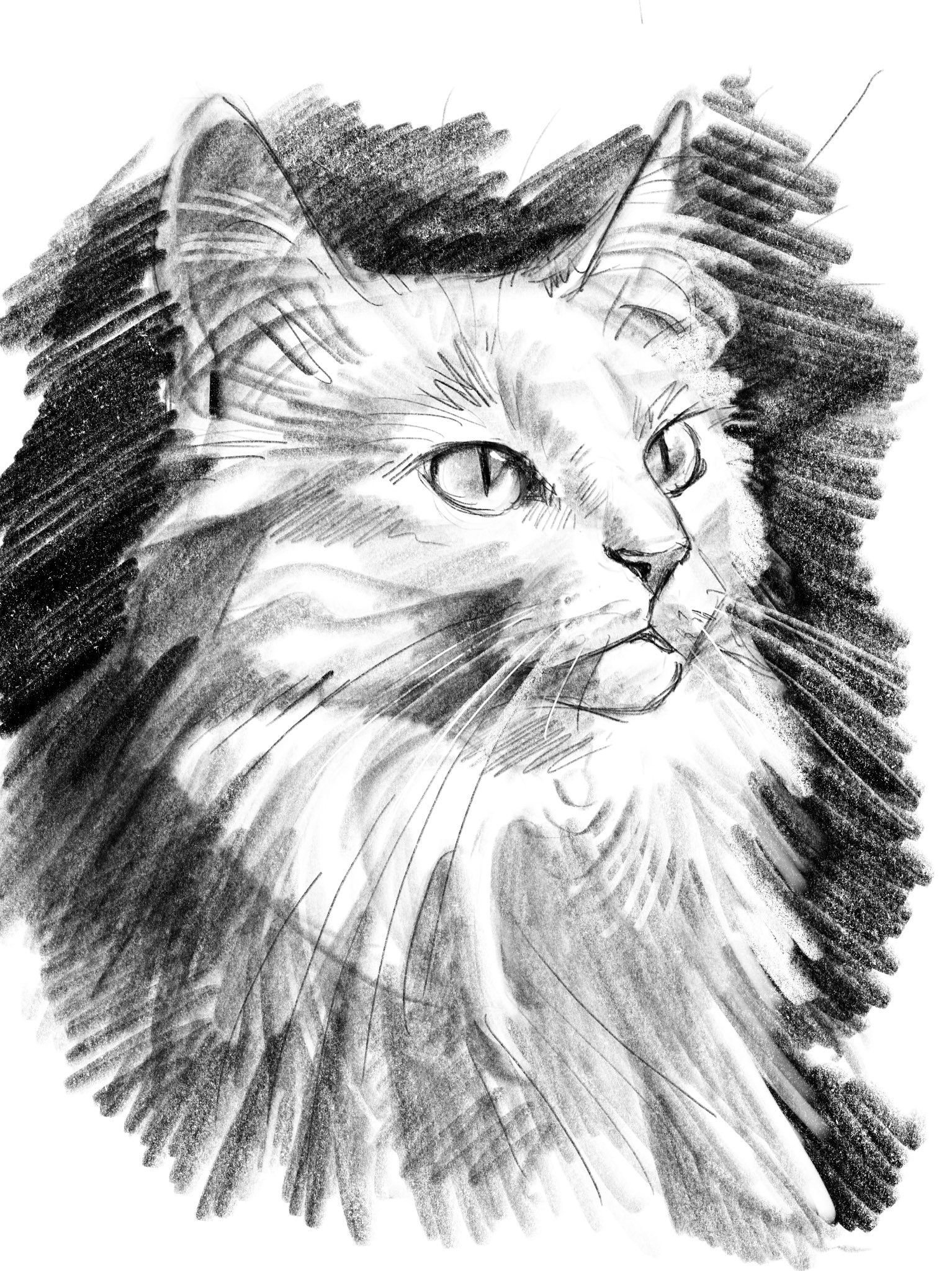 Рисунок кошки штрихами