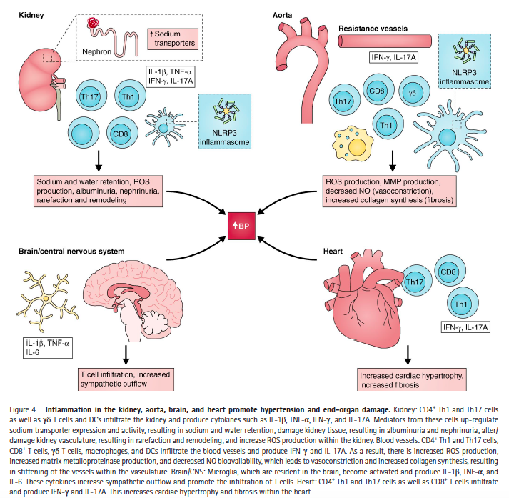 6/Close relationship of hypertension/kidney disease/diabetes, so some overlap in refs2)hypertensionIn short, Angiotensin II (produced by ACE) leads to elevated IL-17A & inflammation and hypertension. Targeting IL-17A lowers blood pressure.PMID 29952002 (recent review)