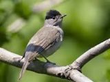 daffydowndilly's tweet photo. @ShaunGelling @manxnature Thanks for that. #sweetsinging in the #IoM
Now I’ll try to spot him! #cute
(Photo not the actual one ) https://t.co/mN8mm4UkYV