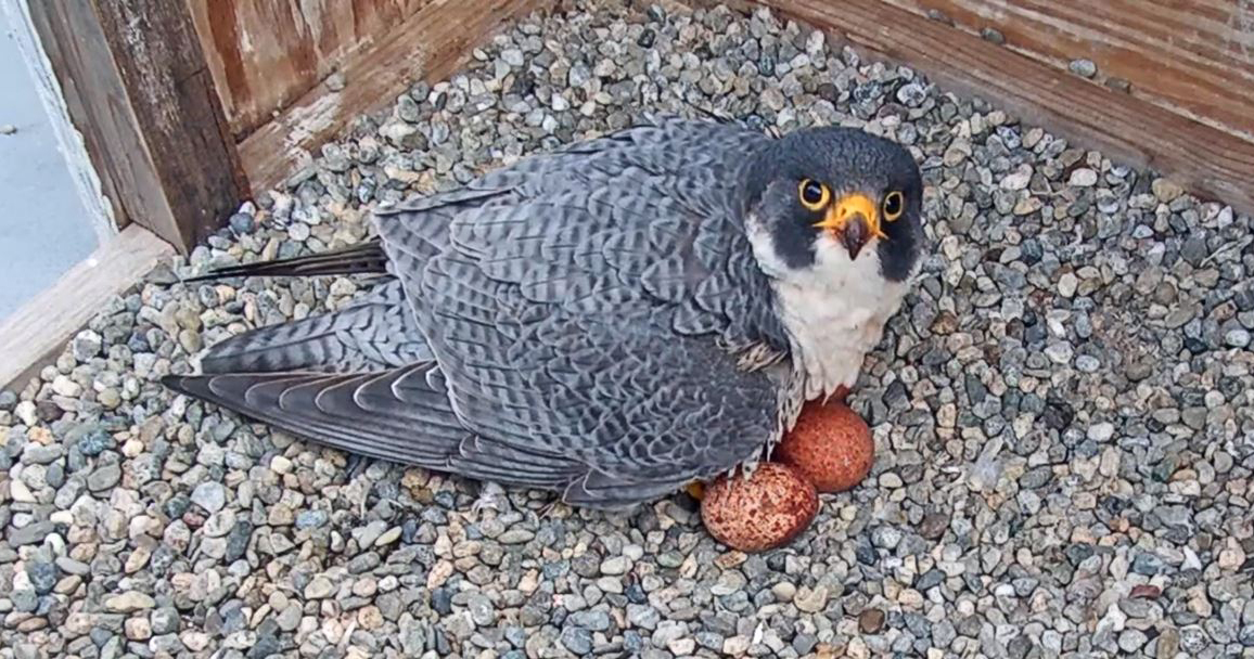 BerkeleyLab's tweet photo. 🥚 Running out of things to watch? Our favorite Peregrine falcons, Grinnell and Annie, are nesting atop @UCBerkeley's Campanile on four eggs. WATCH LIVE all day and all night! 

Catch all the cams here 👇🏽
https://t.co/bI1gR7TDjg 

@YouTube 👇🏽
https://t.co/I9Cel2XkIh https://t.co/GQUSF6Elrs