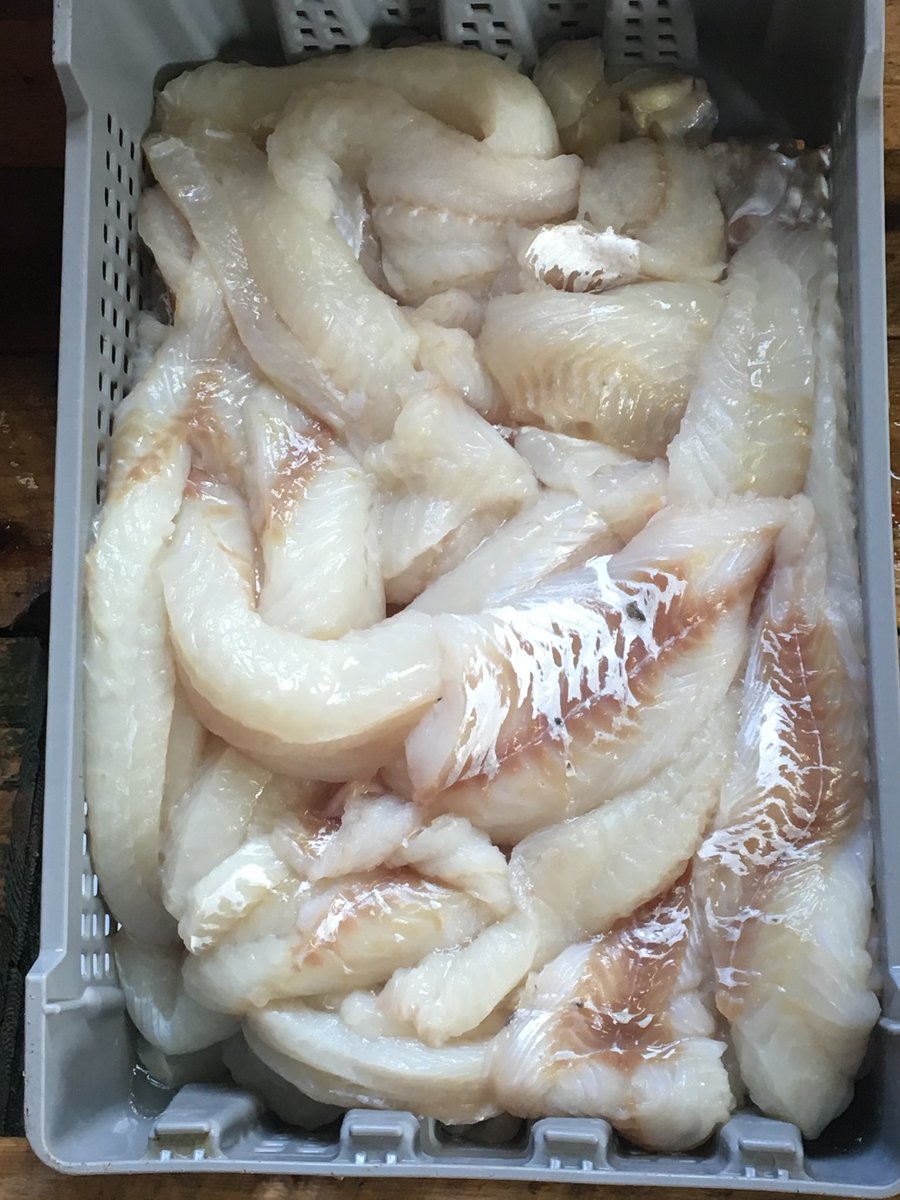 turr1959's tweet photo. Lots of this getting eat today. I sure do enjoy the mornings in boat catching and sharing with others. #GoodFridayFish https://t.co/c2RCTx9luM
