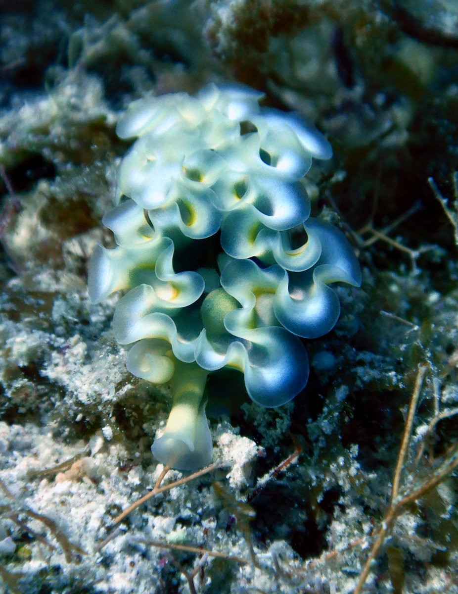 It's #InverteFest Apr 10-12!!!!! I have so many marine invert pics I want to share, but this gorgeous Elysia crispata, commonly known as a Lettuce Sea Slug, is a favorite. Isn't it adorable?!