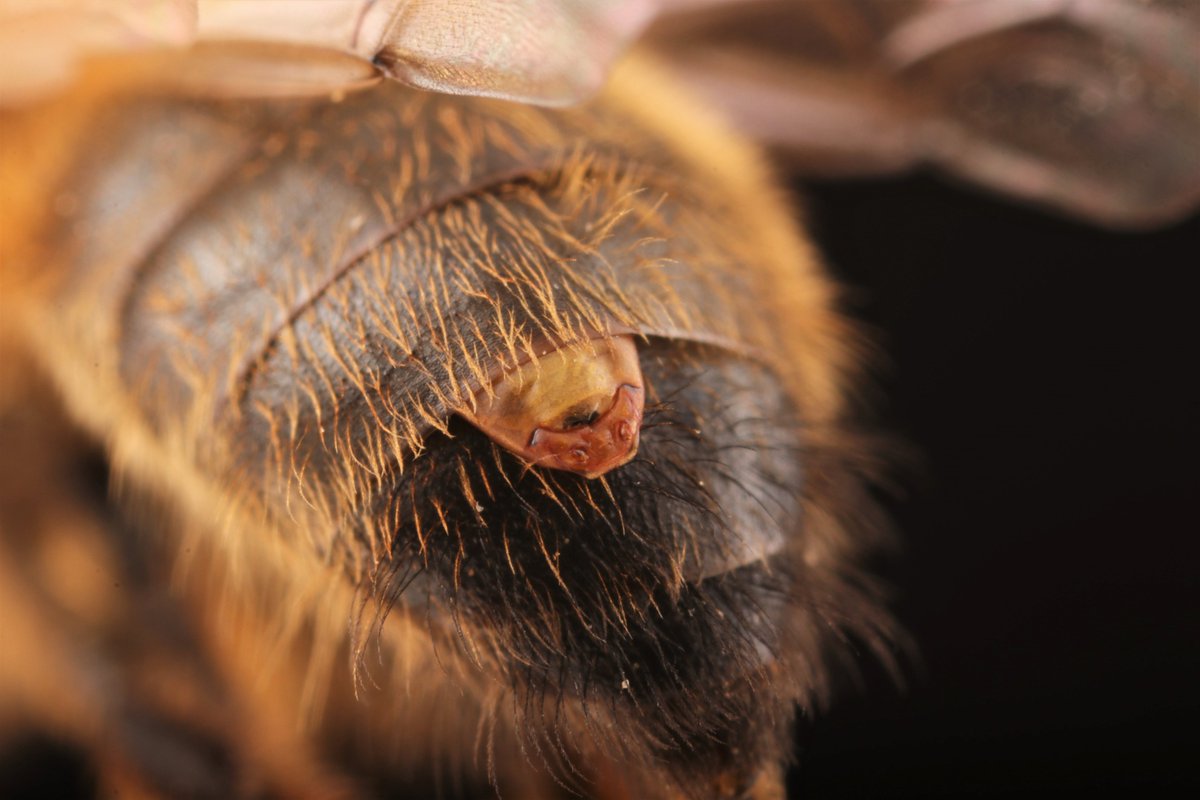 This mining bee was in my office today and look what was peaking out of its abdomen - a female strepsipteran (probably a Stylops sp.). Naturally, I had to dissect it. More pics in the thread. Look out for these now in some solitary bees, especially Andrena scotica.