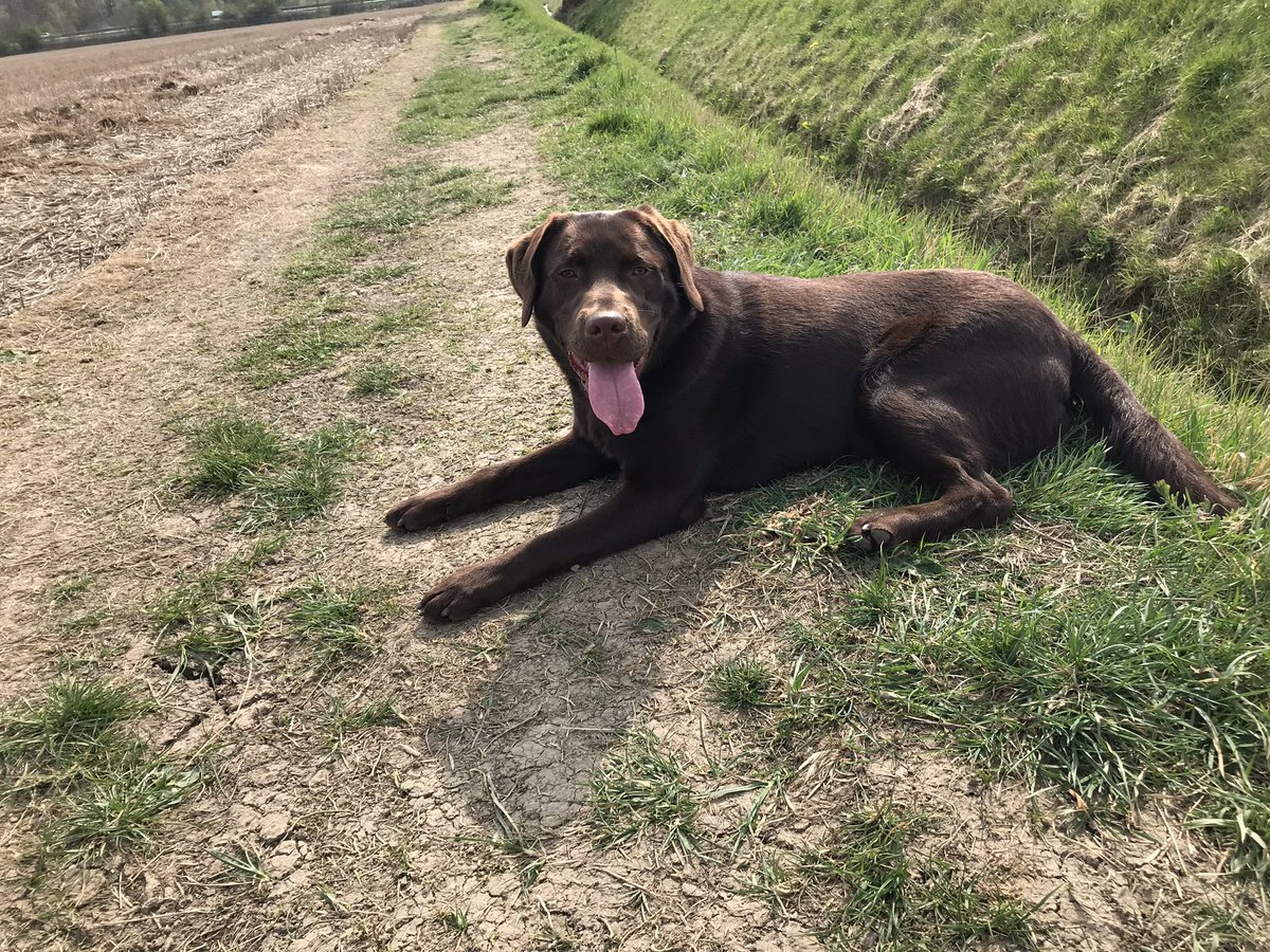 Chester51924317's tweet photo. Look at me, I’m magnificent 
#labrador #labradorretriever #labradorsoftwitter #chocolatelab https://t.co/UZu2hf9Ctu