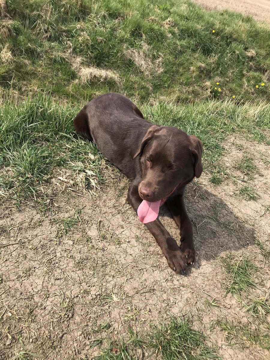 Chester51924317's tweet photo. Look at me, I’m magnificent 
#labrador #labradorretriever #labradorsoftwitter #chocolatelab https://t.co/UZu2hf9Ctu