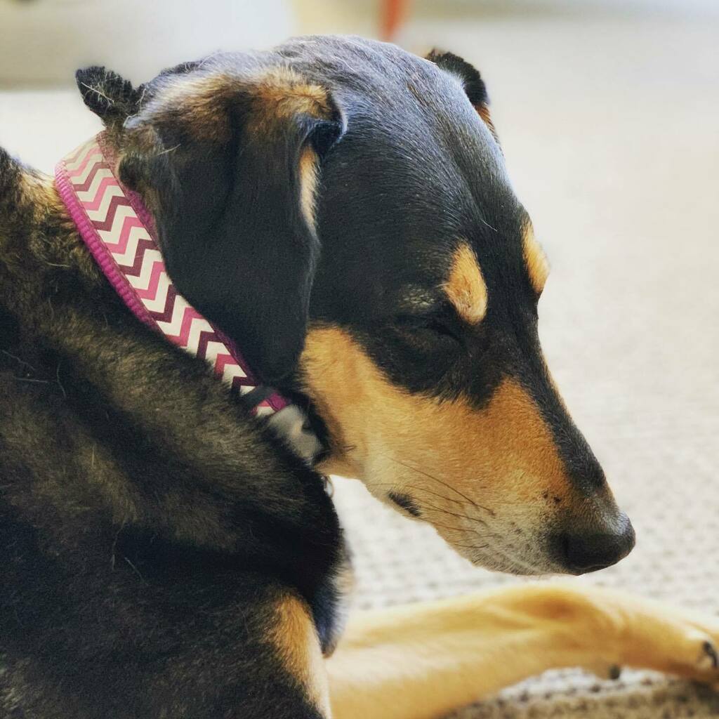 rachecain's tweet photo. Falling asleep sitting up... #ivey 
#potcakesofinstagram #potcake https://t.co/2nH0s9gfhf https://t.co/TVS8x6xygf