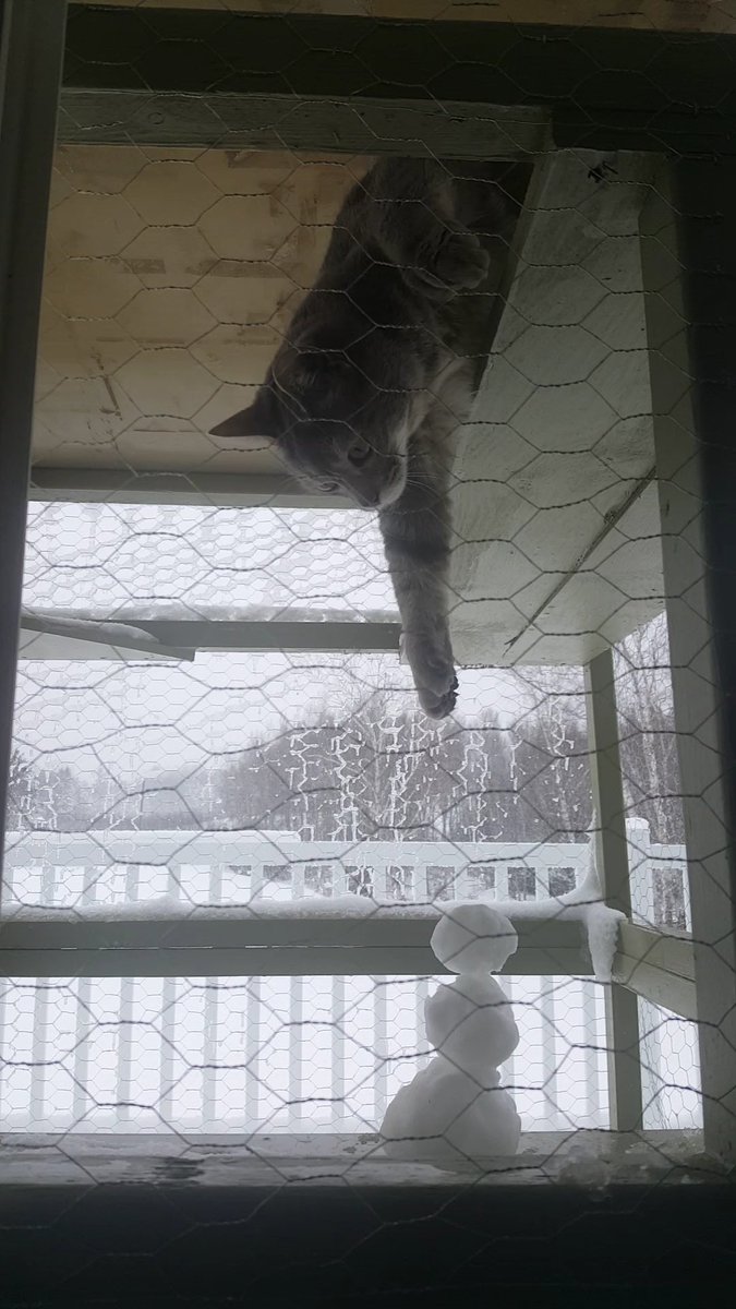 PertRubyTuesday's tweet photo. Snow on April 10...even the cat is trying to make the best of staying at home! https://t.co/cBfqDk7ruQ