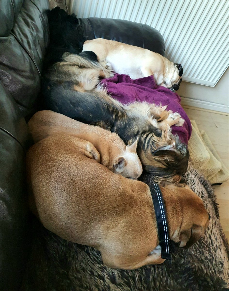 We've been for our walk now its nap time. #rescuedogs #lockdowndogs