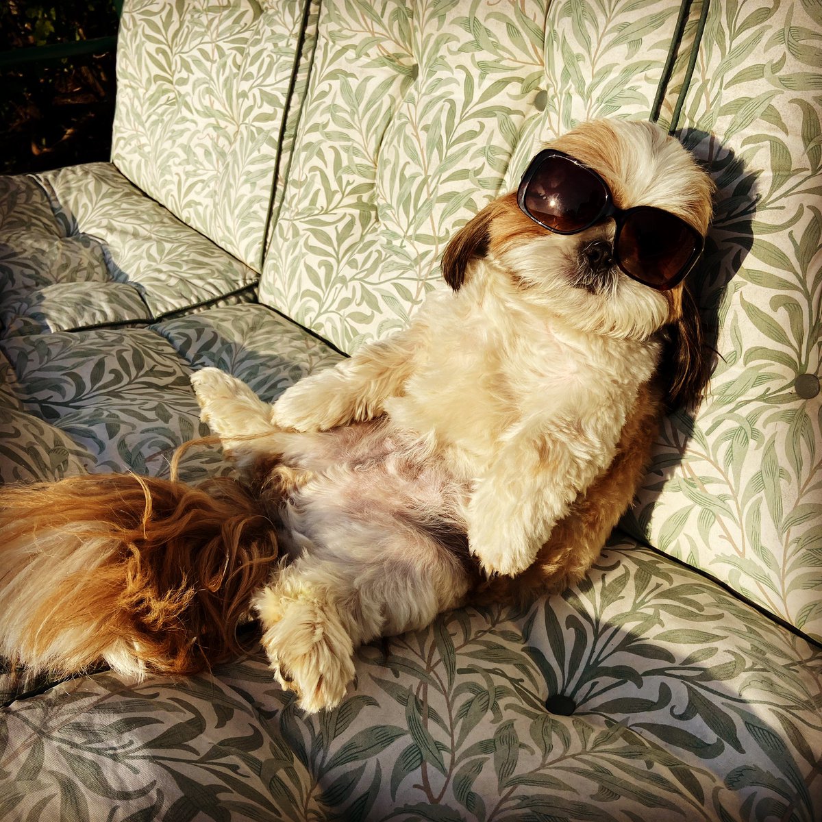 JaneSoGrey's tweet photo. Nico chilling out in the sunshine 🐶☀️ #dogsduringlockdown #LockdownExtended #GoodFriday2020 https://t.co/xVQmARcHeA