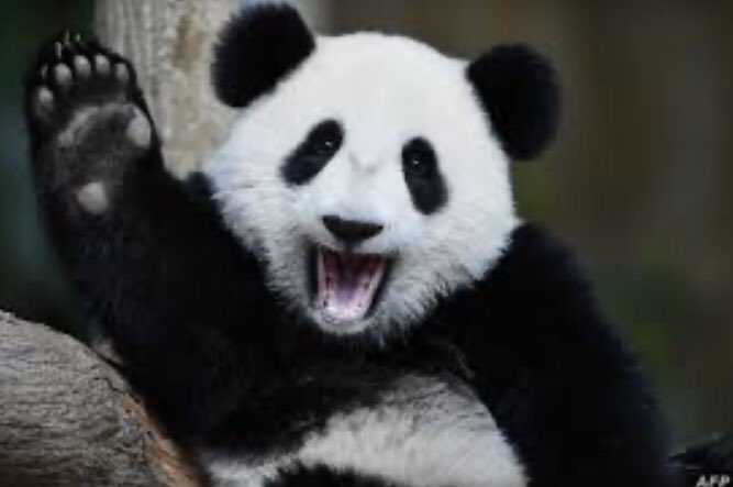 #Lawsspiritweek <a href="/Coach_Laws/">Kellen Laws</a>