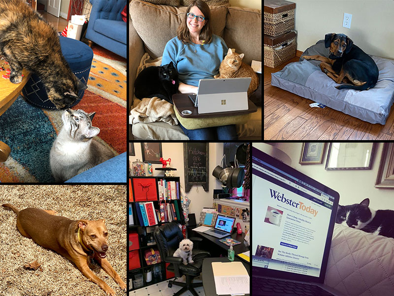 djkaiser_phd's tweet image. Tippi got featured in #WebsterToday at @websteru with #WebsterAtHome and their Four-Legged Friend Friday. news.webster.edu/webster-life/2…
