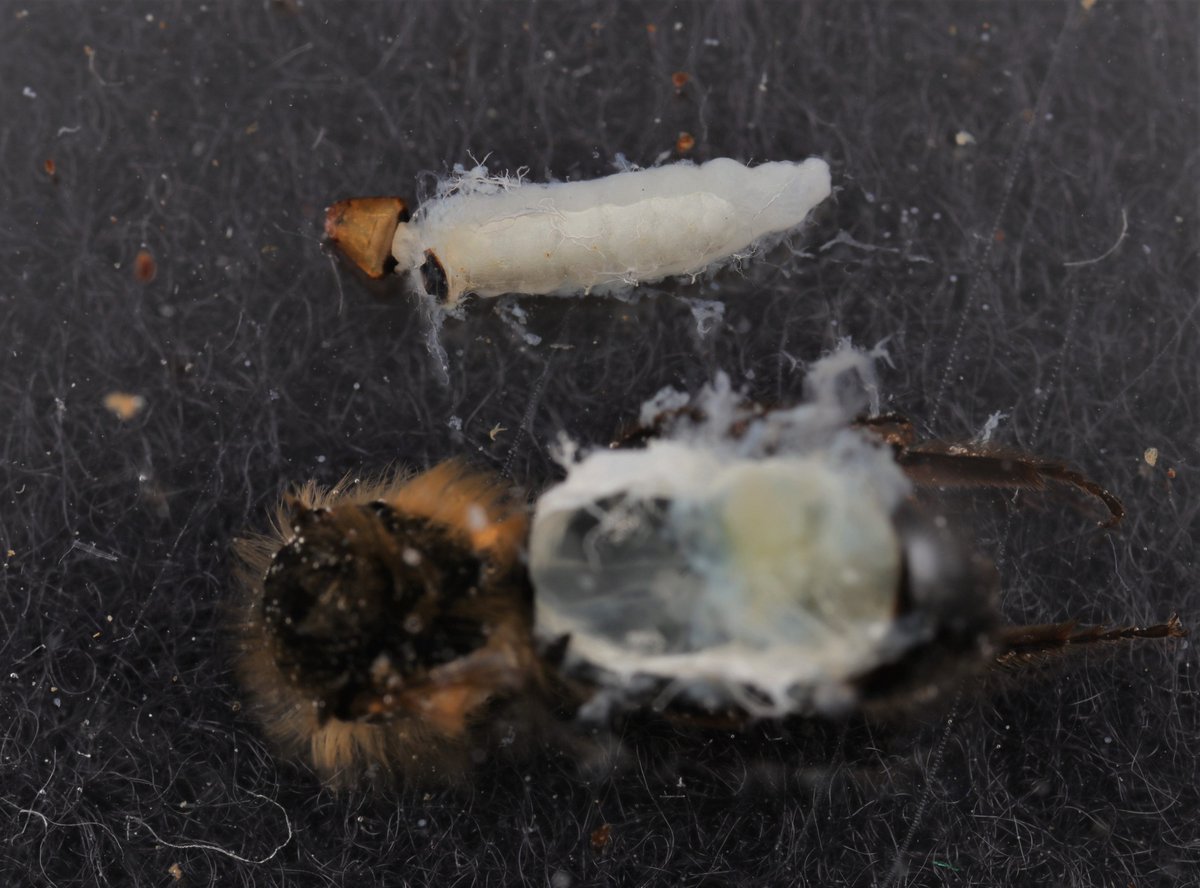 This is the entire parasite extracted from the bee's abdomen and laid alongside, so you can how big it is. Sometimes, there can be several of these in the host.