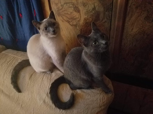 eviltizzy's tweet image. Someone Stole My Kitty (the gray one) today.. I informed the police and landlord (of the trailer park) about the situation, and they both say they'll look into it. Almost 24 hours into it, and I don't feel like anything is being resolved! I fear I have lost my kitty forever!