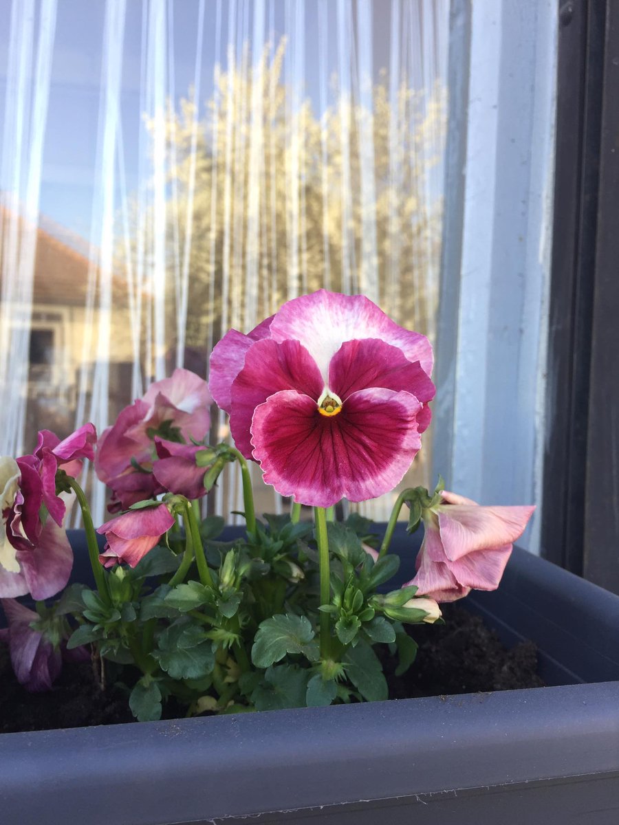bk_l08's tweet photo. flowers are treasure 🥰 

#lookatthecolours #pansy #tricolor #springflowers #besttimeoftheyear #spring #April #flowers #beauty #flowercheck #flower4u #flowerforyou #plantmom #balcony https://t.co/RMFBBgdcsz