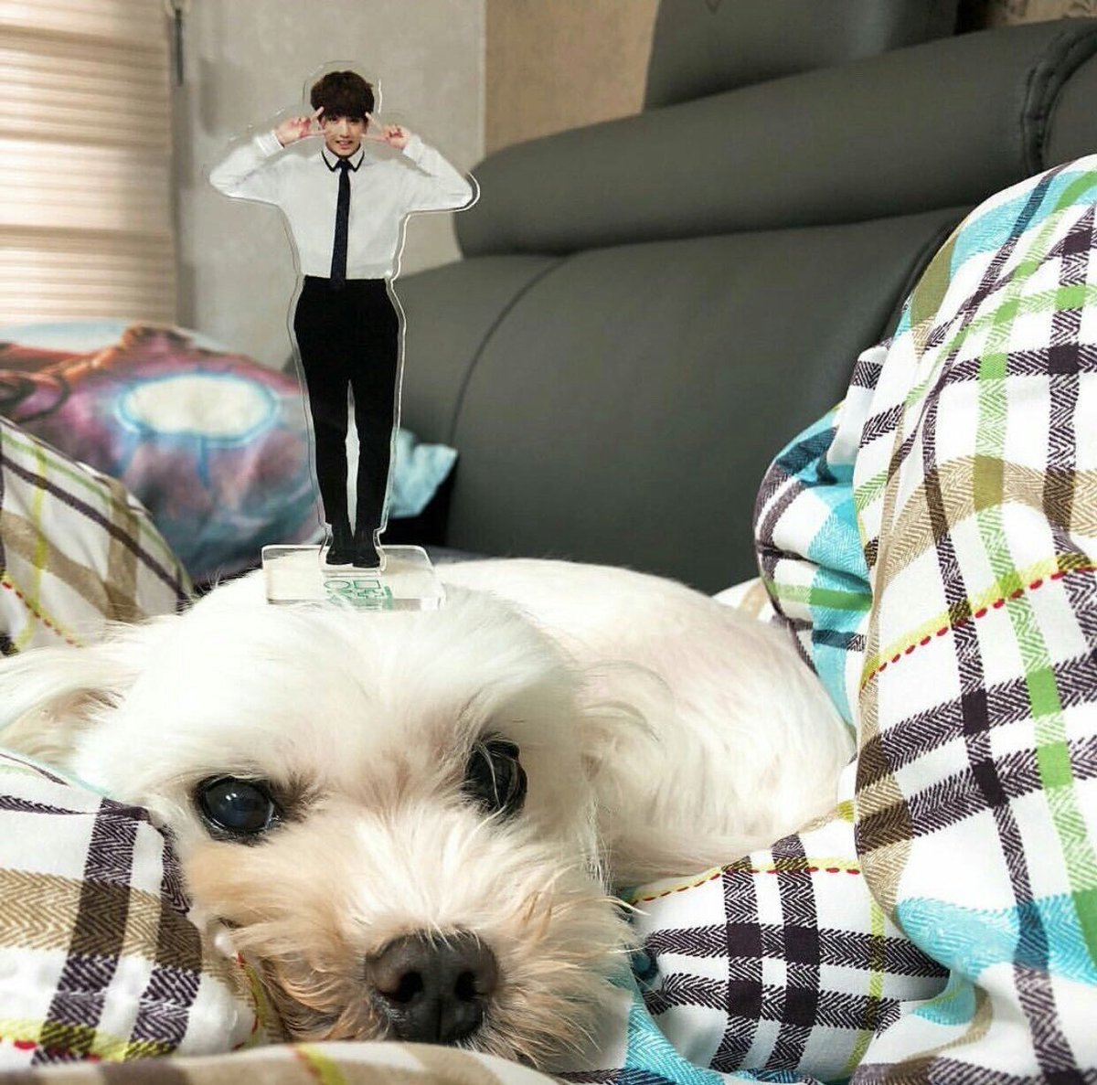 jungkook’s dog, gureum was a street dog he and his family rescued and have been taking care of since then, he cares so much about it, an angel :(