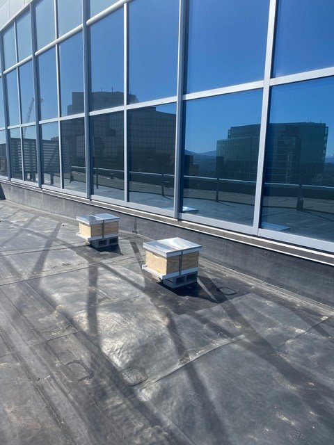 kilroygreen's tweet photo. A bright spot in these difficult times: new beehives just got installed at our #KeyCenter bldg. in #Bellevue! 🐝🐝🐝 https://t.co/kmoWMR1CmE