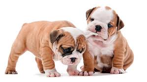 HomePetsVE's tweet image. Como hacer sustituto de leche para #cachorros buff.ly/2VPAhuU