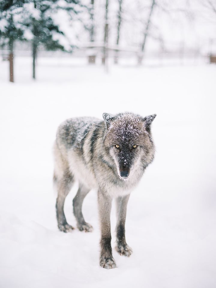 akwildlife's tweet photo. Happy Fan Friday! @tonygigov Photography snapped this breathtaking photo of Lothario the five-year-old black phase wolf. Black phase wolves' coats grow lighter as they age.

#animalkingdom #wildlifephotography #naturephotography #photography #bloodpressurebreak #animalphotography https://t.co/opvZBf5Dpr