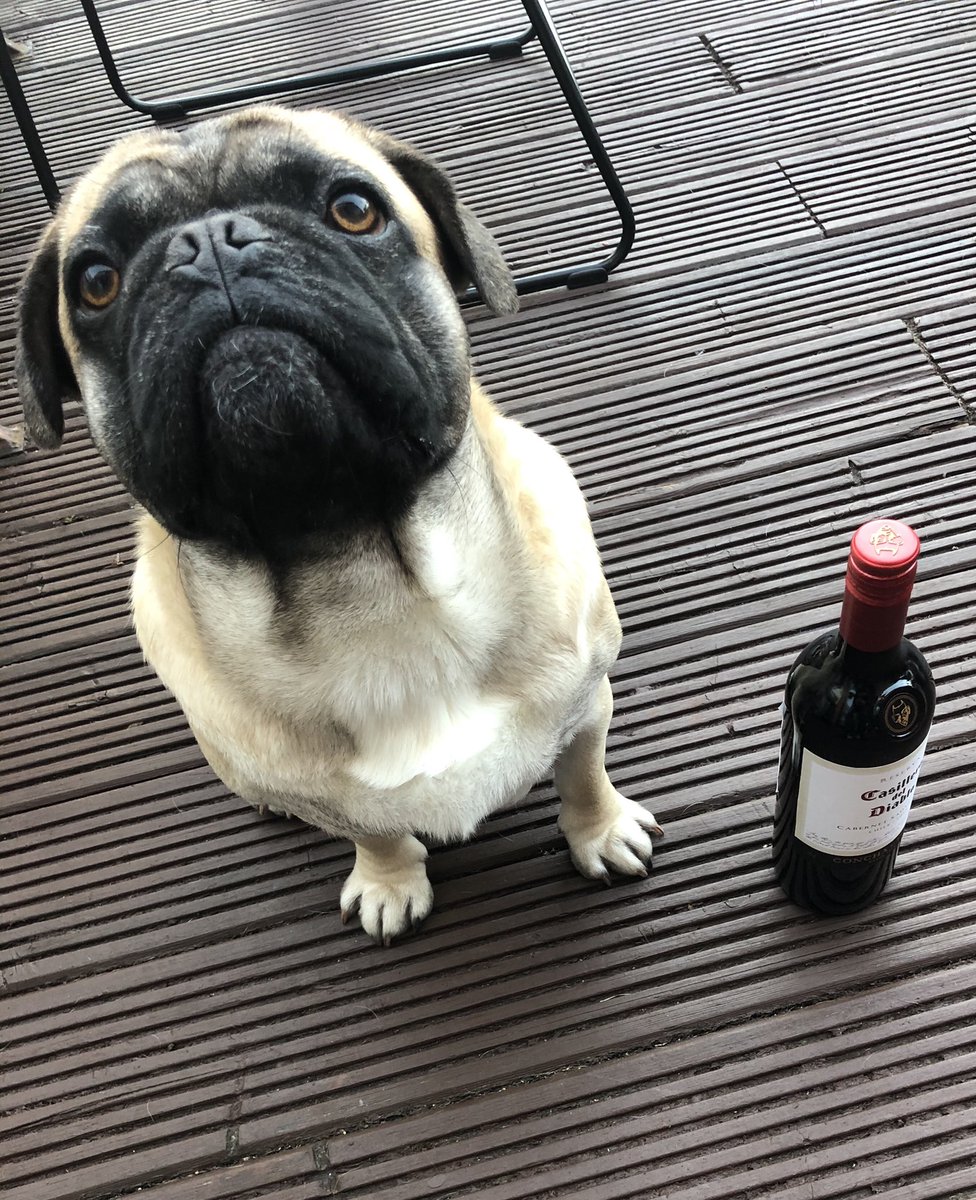 deanochilds2's tweet photo. @rickygervais Looking forward to After Life 2 but in the mean time, how can life be any better. Dogs and Wine 🍷 https://t.co/Y4QTAvohgl