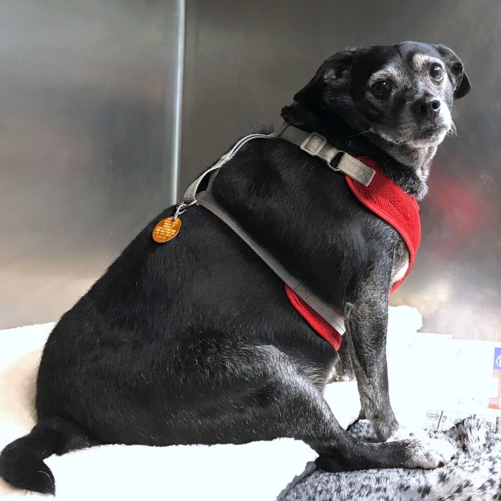 MorrisAnimal's tweet photo. Sad boi Beef? UPDATE: his amazing adopters say heโs doing great! Full of energy, loves long walks, lost 14lbs, working on anxiety & learning lots! (Fave treat? Tofu!) Help us save more good pets: donate for $5 Friday!
https://t.co/FxEYdiQTKn or venmo/cashapp: morrisanimalrefuge! https://t.co/YlyCghwCqG