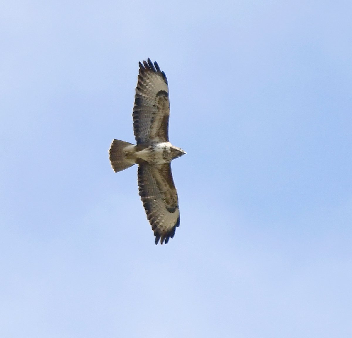 17. Buzzard They regularly soar above my garden, but they're always high up (This is a big crop!) #LockdownGardenBirdsSeen 