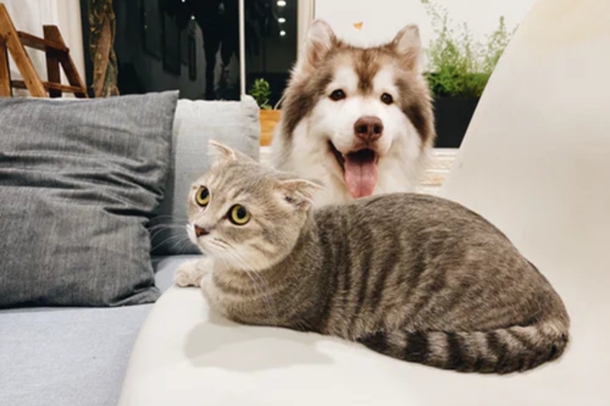 While we humans aren't took excited to be stuck at home, we're sure our pets are appreciating the company! Drop a picture below and show us your stay-home buddy.