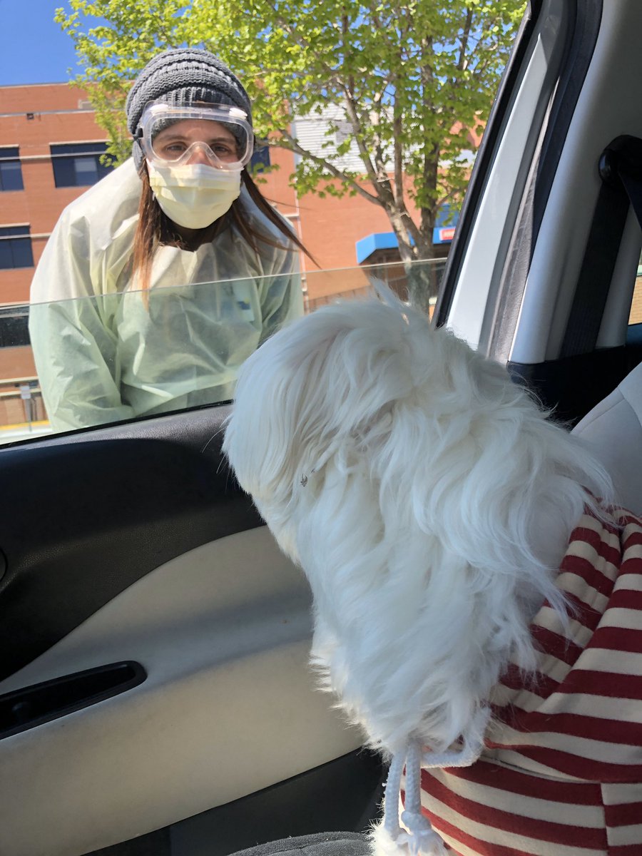 PerfectParker4's tweet photo. So this happened. Weirdest drive thru ever. No Puppachinos and the lady shoved a stick up mom’s nose. Not furry good customer service if you ask me.  Mom says they were pawsome and for you buds not to worry but a cheering section behind her favorite pup would be great right now. https://t.co/8l1cLu1KFf