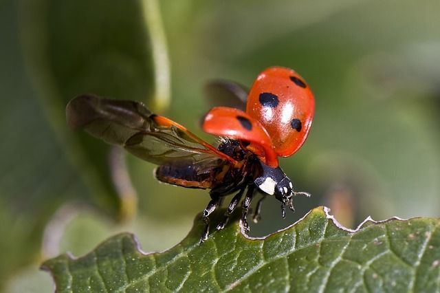MielesdelRudron's tweet photo. ¿Es la abeja el insecto más rápido del mundo? Se admiten apuestas en los comentarios de  https://t.co/dMkkLc8O4t https://t.co/na364nDRAW