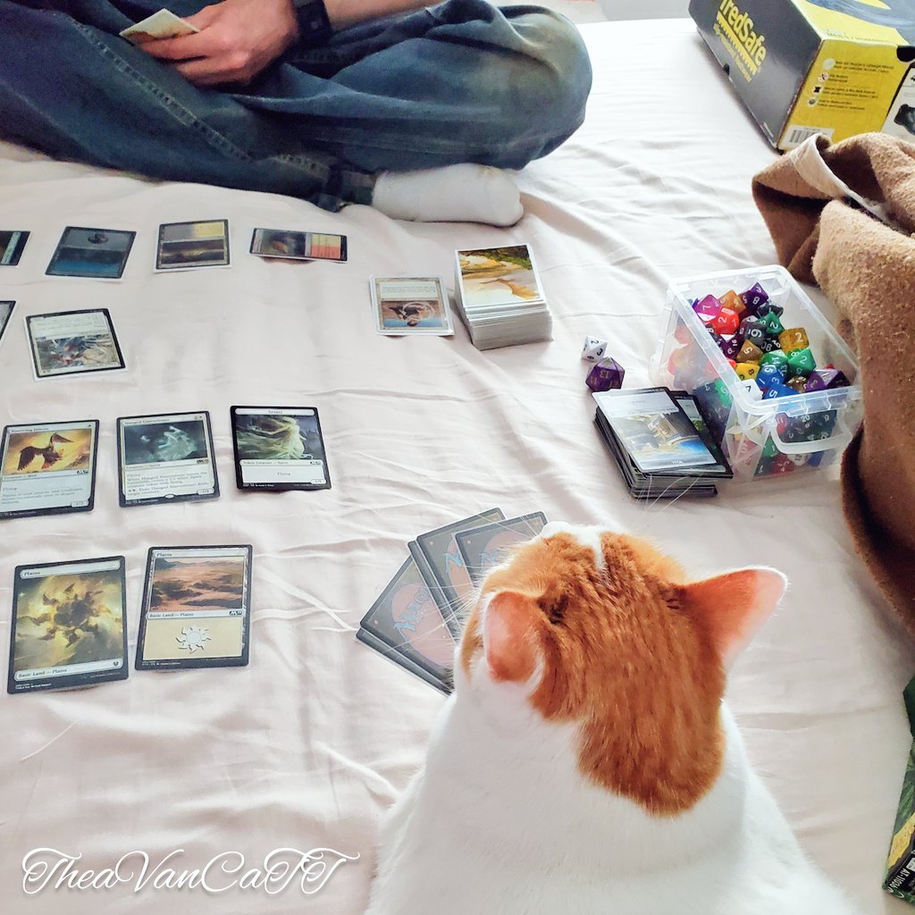 THEA_VanCat's tweet photo. Just playing a little MTG with my favorite human ♡ 
#MTG #CatsOfTwitter #magicthegathering #smartcats #CuteCat #TCG https://t.co/t7xjl9Xate