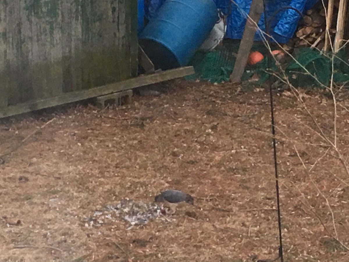 CarolineLosneck's tweet photo. Omg omg - just watched (a hawk?) totally destroy a (seagull?) right outside my house. I watched for the entire 20 mins. Photo does not do justice. It was much the hell better than Tiger King. #mainestyle https://t.co/p11UffyvXo