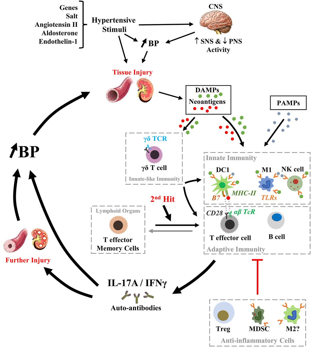 6/Close relationship of hypertension/kidney disease/diabetes, so some overlap in refs2)hypertensionIn short, Angiotensin II (produced by ACE) leads to elevated IL-17A & inflammation and hypertension. Targeting IL-17A lowers blood pressure.PMID 29952002 (recent review)