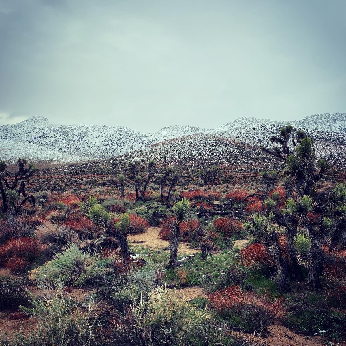 James Conlee tweet media