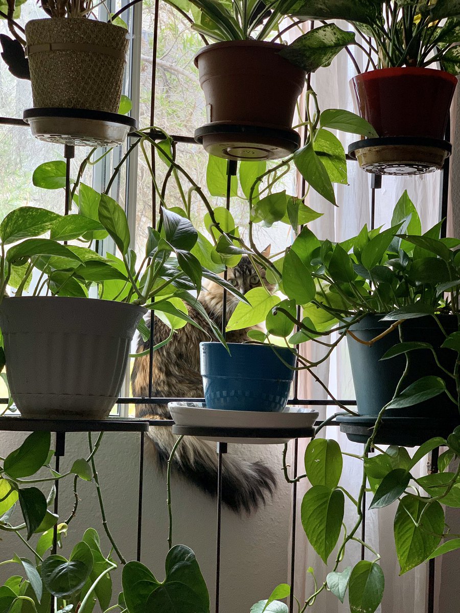 hashedoutrage's tweet image. 🌿plant mamí🌱