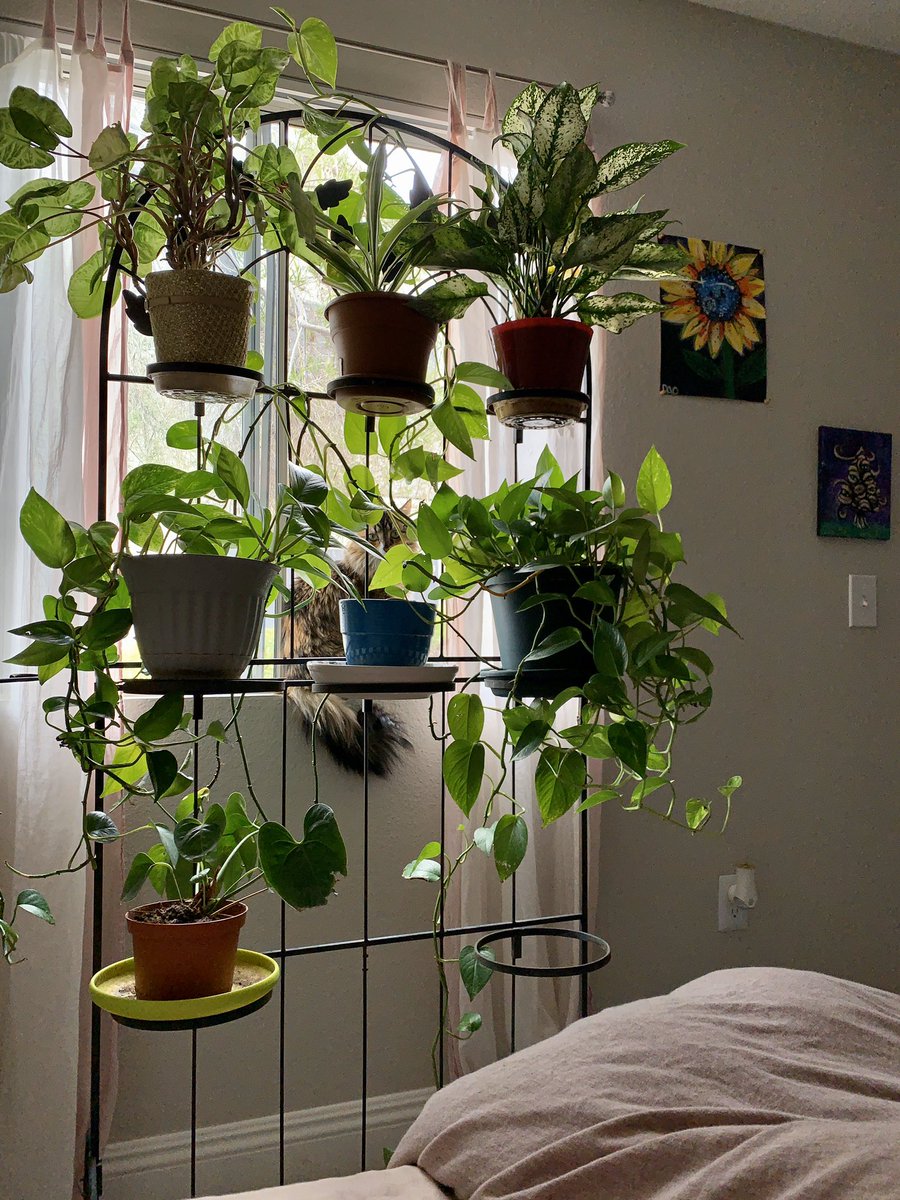 hashedoutrage's tweet image. 🌿plant mamí🌱