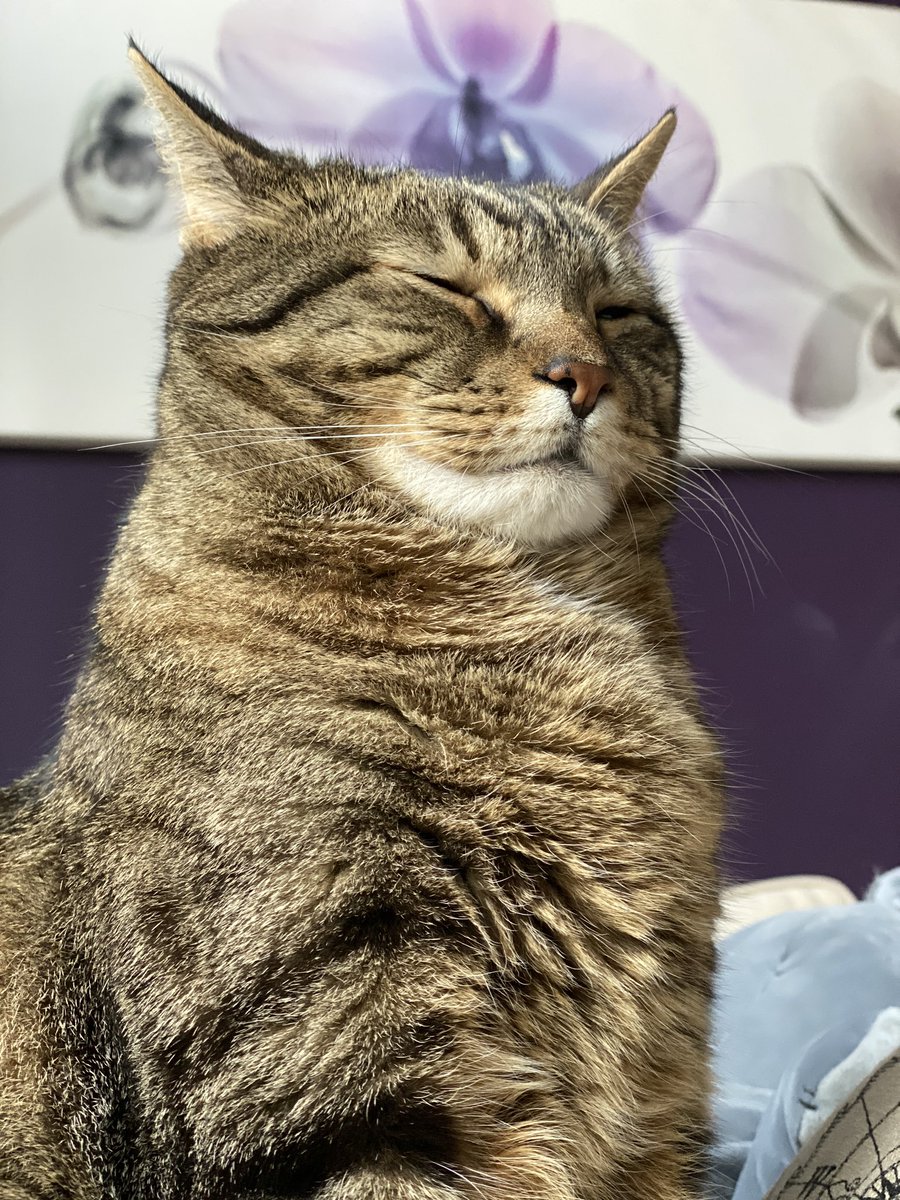 thecrencat's tweet photo. https://t.co/HHCXsojy1K