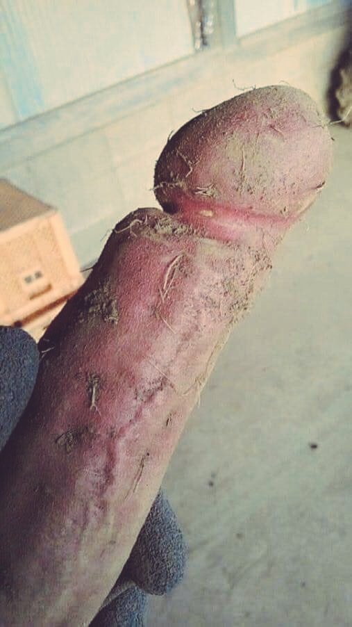 BudBrother2's tweet photo. X-rated vegetables! https://t.co/Sj9yGEDLoF