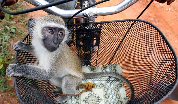  @k__offei those monkeys that they put in bicycle baskets. I'm going to look for a picture