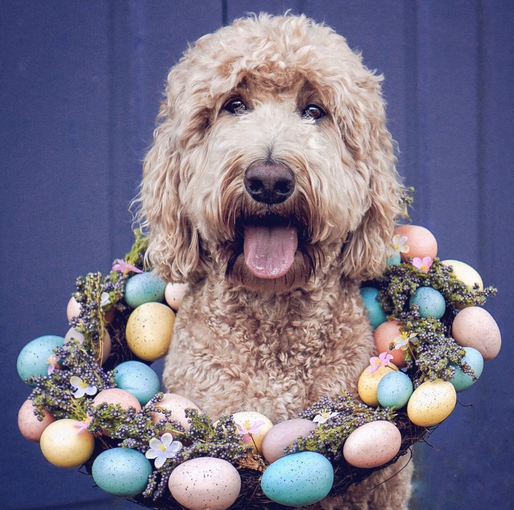 Indythedoodle's tweet photo. Happy Good Friday! 

Stay safe!

https://t.co/qPMSnfW9i1

@Chewy @Adorably @PetSmart @Petco @dogster @SniffandBarkens @CountryLiving @Southern_Living https://t.co/eNPi3KbuUs