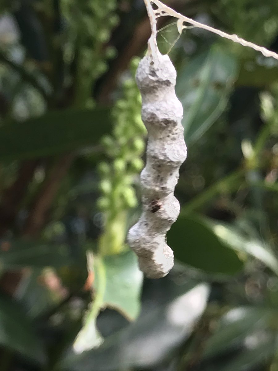 BugGuy5's tweet photo. People expect me, a bug guy, to ID any small life forms (and big spiders) they find. Photos show the latest. May be Basilica orbweaver spider egg case in cherry laurel. Often in my Xmas tree each year. Using stay home time to learn spider collecting and ID. Good resources shown. https://t.co/q0Nfs1ns3o