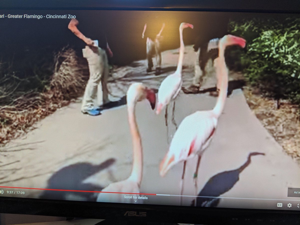 SPEDInstructPM's tweet photo. Ms. Pynn’s class enjoyed a scavenger hunt after their virtual field trip to the flamingo exhibit to find things to help them do an impression of a flamingo. Some danced, some drank water while standing, others got all the pink they could find. #DIYWD @SOH_JLowES @AnnLPGA @SCCPSS https://t.co/qffrcTmKOr