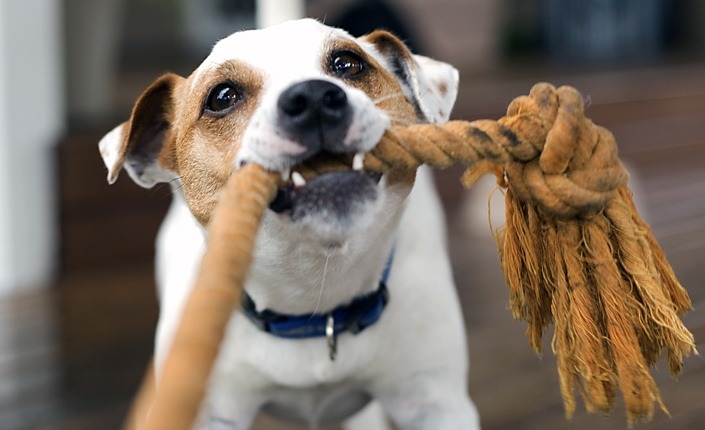 PetsPlusUsIns's tweet image. Possessiveness or resource guarding can be a big problem for many dog owners. Here's 5 tips for working with an object possessive #dog &amp;gt; ow.ly/IQzs50zbgin #ResourceGuarding