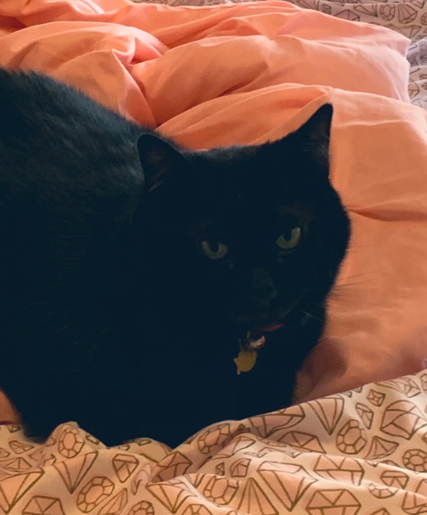 NaruTheCat1's tweet photo. It’s Friday! I’m resting at Punta Cama. #StayAtHome #DontBeASpreader #QuedateEnCasa #CatsOfTheQuarantine #catsofinstagram #CatsOfTwitter #CatsOfCharlotte https://t.co/SeySuCPdk8